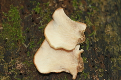Lentinellus