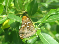Apatura ilia