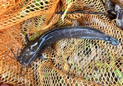 Clarias batrachus
