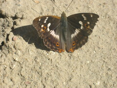Apatura ilia