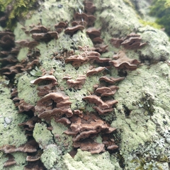 Trichaptum biforme