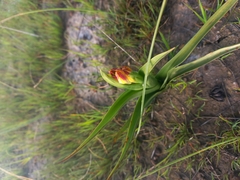 Baeometra uniflora
