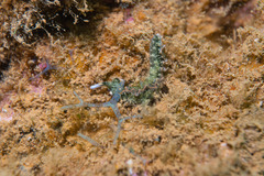 Thuridilla carlsoni