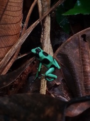 Dendrobates auratus