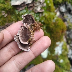 Trichaptum biforme