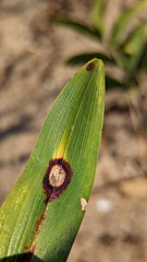 Phyllosticta cruenta