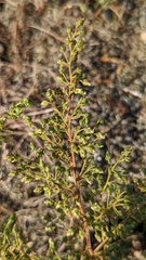 Artemisia campestris maritima
