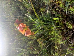 Gladiolus alatus