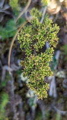 Galium verum