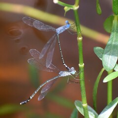Lestes praemorsus