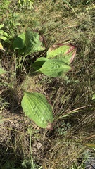 Plantago maxima