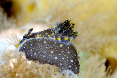 Polycera hedgpethi