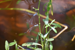 Lestes praemorsus