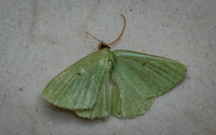 Parotis marginata