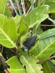Capnodis tenebrionis