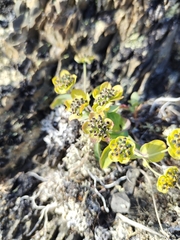 Bupleurum triradiatum
