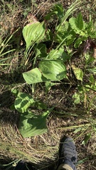 Plantago maxima