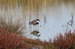 Erythrogonys cinctus