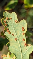 Neuroterus numismalis