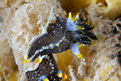 Polycera hedgpethi