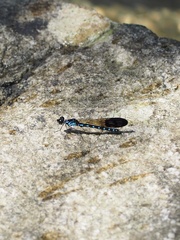 Heliocypha perforata