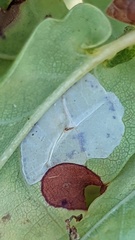 Phyllonorycter
