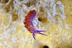 Flabellina