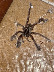Lycosidae