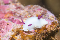 Hypselodoris lacteola
