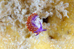 Flabellina