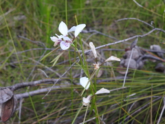 Diuris alba