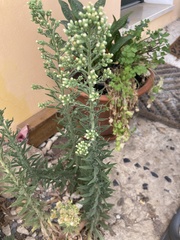 Erigeron sumatrensis