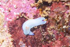 Hypselodoris bullockii