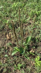 Plantago maxima