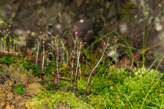 Acianthus sinclairii