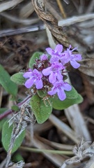 Thymus pulegioides