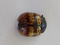 Doryphorina