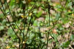 Brachydiplax chalybea