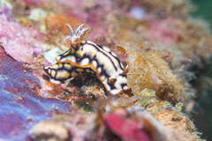 Hypselodoris jacksoni
