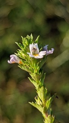 Euphrasia stricta