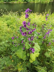 Malva sylvestris mauritiana