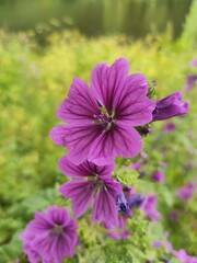 Malva sylvestris mauritiana