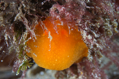 Doriopsilla carneola