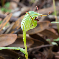 Pterostylis agathicola