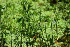 Brachydiplax chalybea