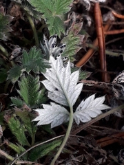 Potentilla arenosa