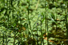 Brachydiplax chalybea