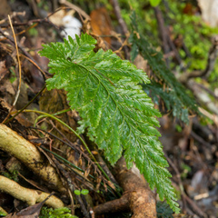 Abrodictyum elongatum