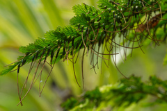 Abrodictyum elongatum