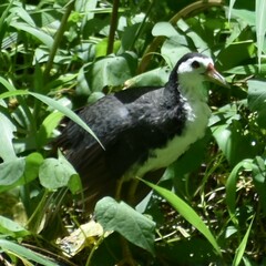 Amaurornis phoenicurus